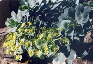 Euphorbia myrsinites